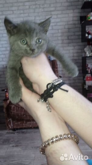 Отдам бесплатно в добрые руки, 4 котика