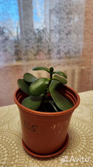 Толстянка (денежное дерево)