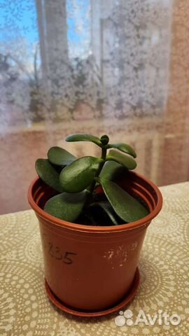 Толстянка (денежное дерево)