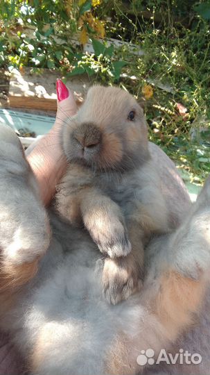 Кролик французский баран на племя