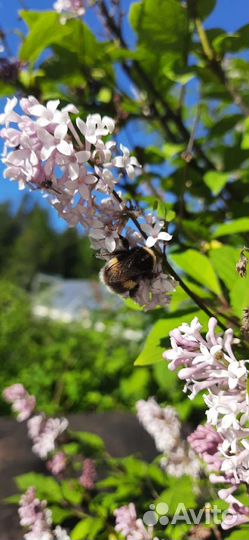 Сирень венгерская саженцы