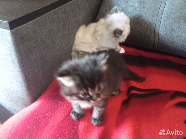 2 кошечки в добрые руки