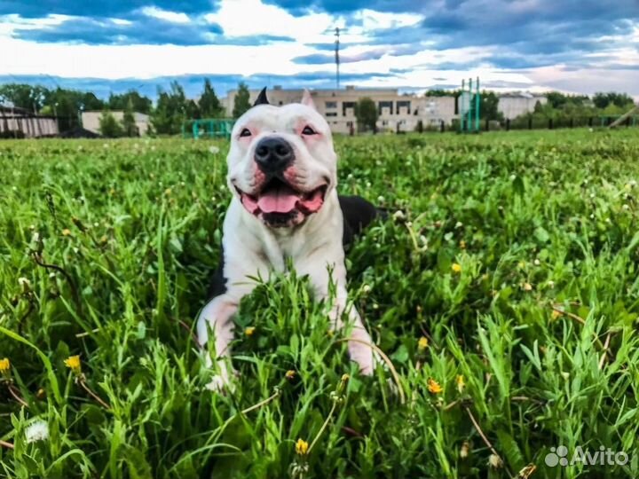 Стаффордширский терьер вязка