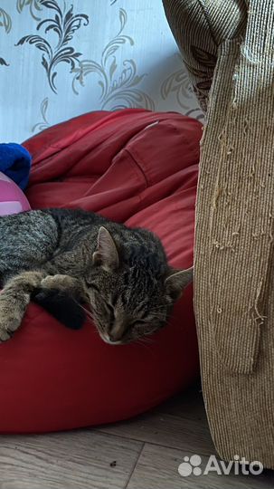 Кошка в дар бесплатно