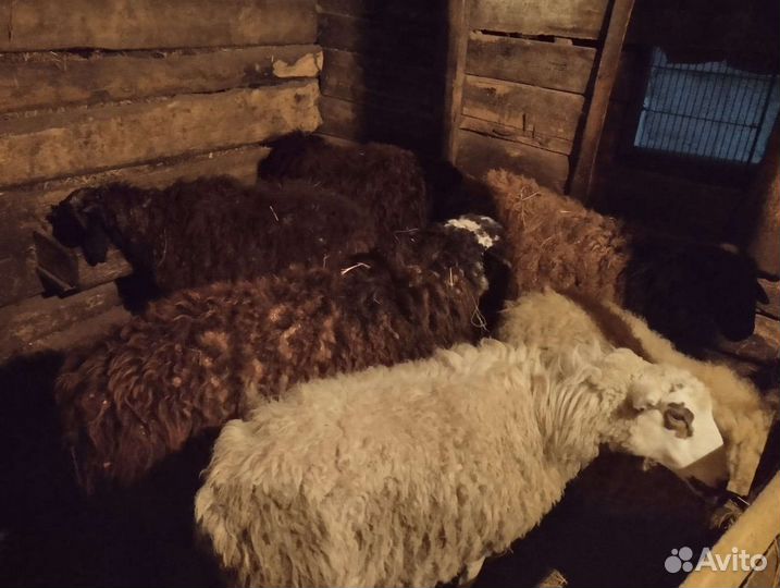 Овцы бараны