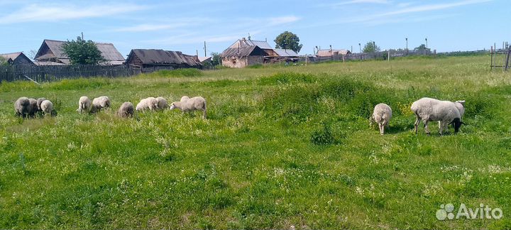 Продам Ягнят овец