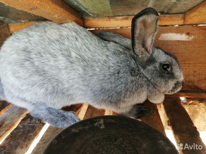 Распродаю кроликов