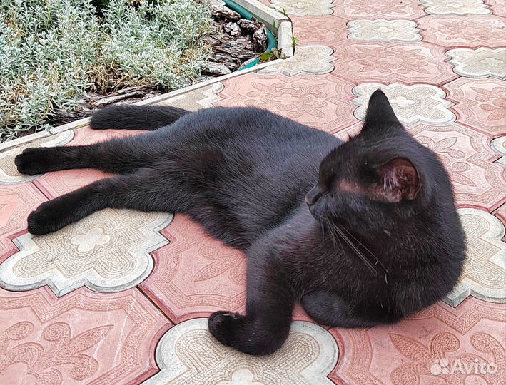 Черный кот, потерялся