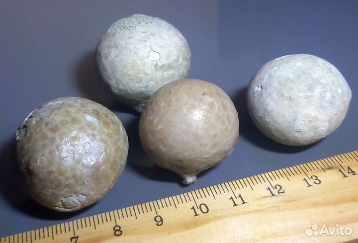 Цистоидея (Морской пузырь)