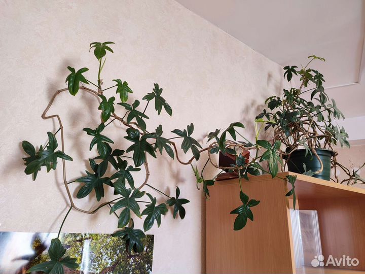 Комнатные растения цветы