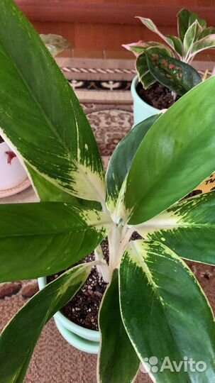 Аглеонемы сортовые