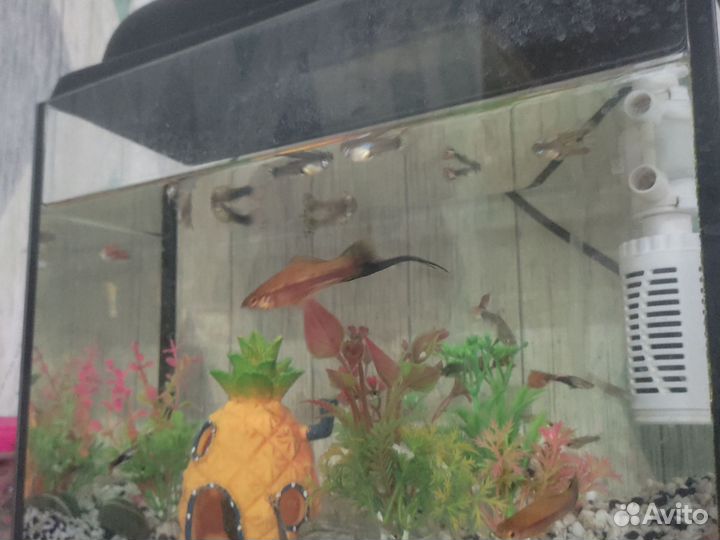 Аквариумные рыбки