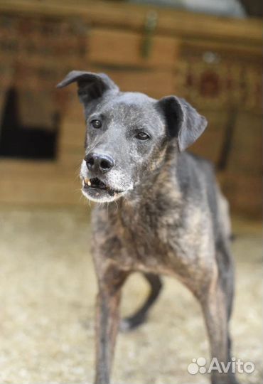 Буча тоже хочет жить. Приют Некрасовка