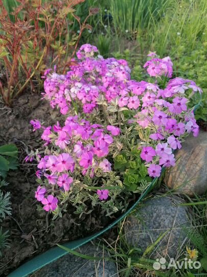 Флокс прелестный