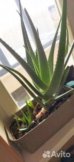 Комнатные цветы