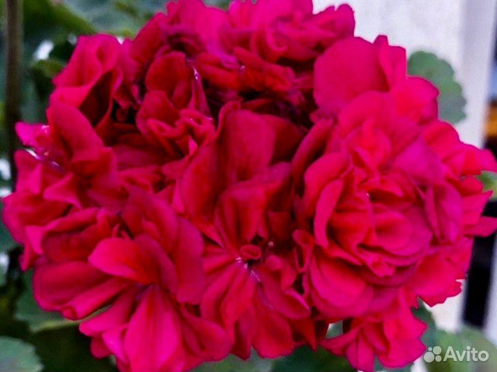 Неrma,Лилиан Андреа, Тесс Влада,лиа Божоле