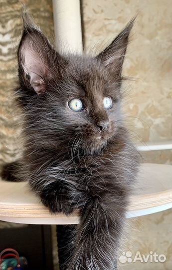 Котята мейн-кун