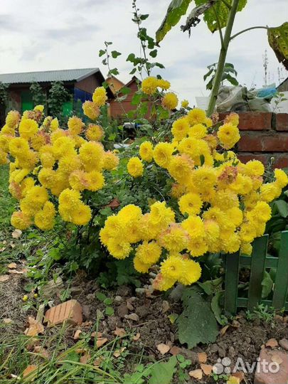 Хризантема корейская 3расцветки(цветёт)