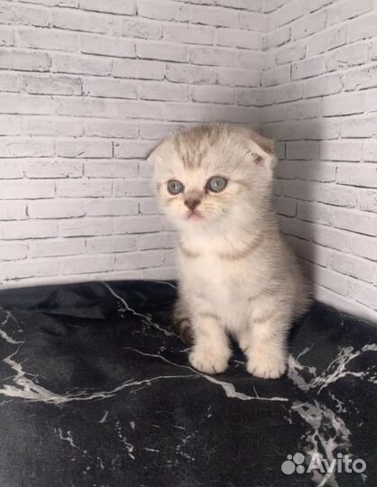 Британские котята
