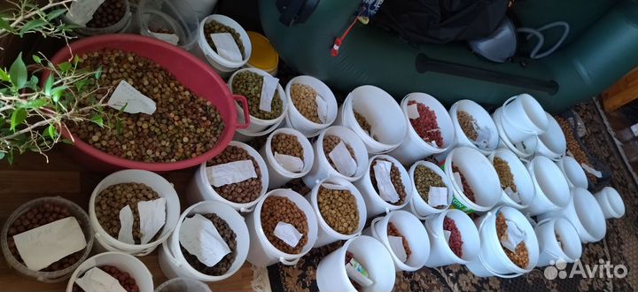 Карповые бойлы