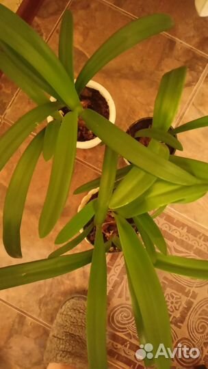 Гиппеаструм амариллис