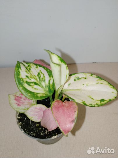 Аглаорема рэд циркор