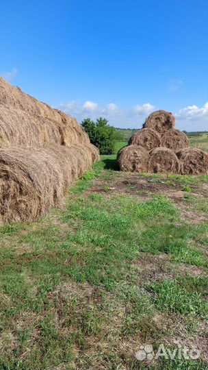 Продам сено в рулонах