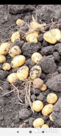Семенной картофель