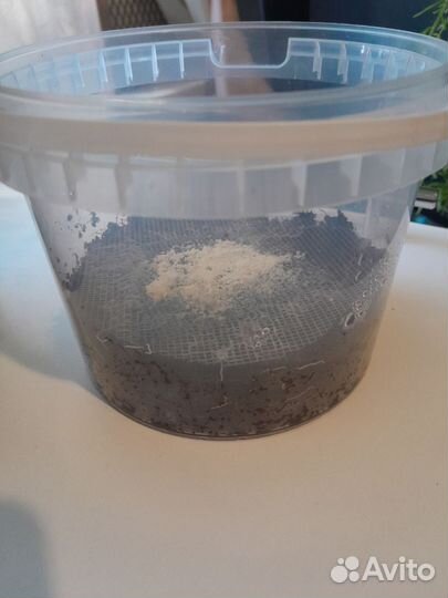 Живой корм Гриндаль