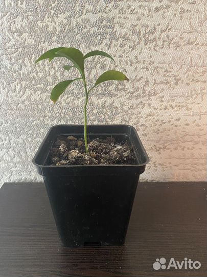 Комнатные растения