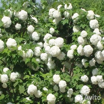 Растения для сада