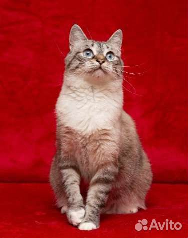 Шанти ищет любящее сердце)