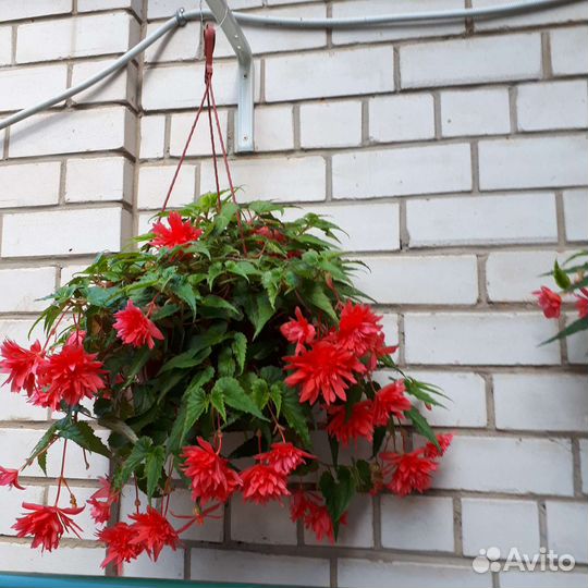 Бегония ампельная Беллекония для кашпо