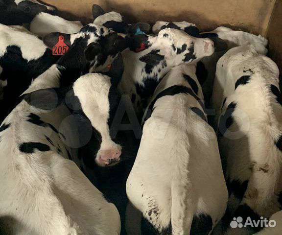 Телята мясные