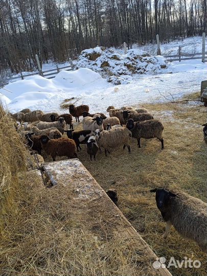 Овцы на курбан байрам