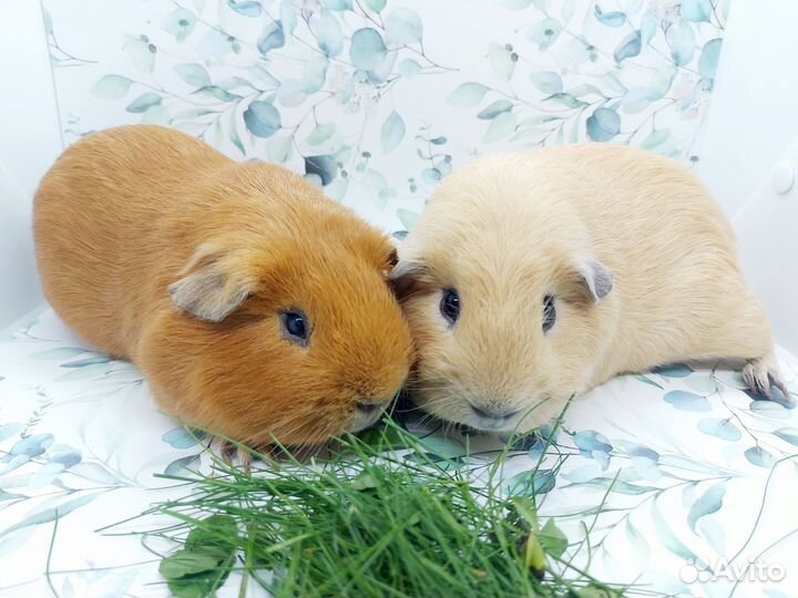 Морская свинка