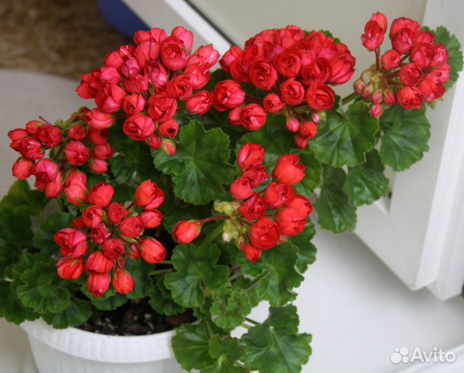 Черенок тюльпановидной пеларгонии Mrs.Charles