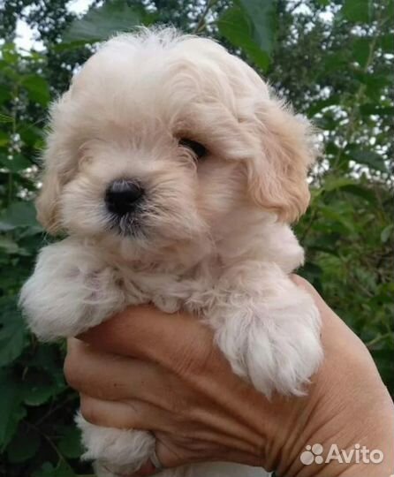 Мальтипу + шпиц щенки