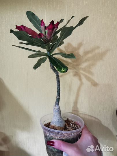 Адениум Ma Nee Nate