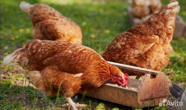 Куры молодки