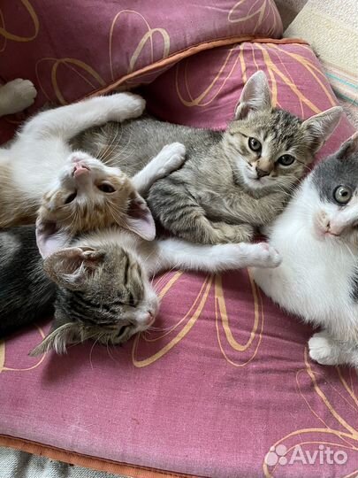Котята в добрые руки