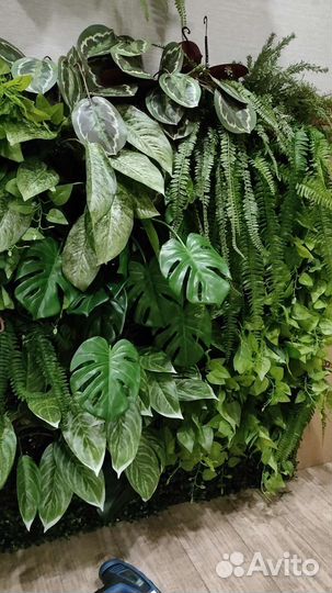 Фитостена. Услуги по изготовлению фитостен