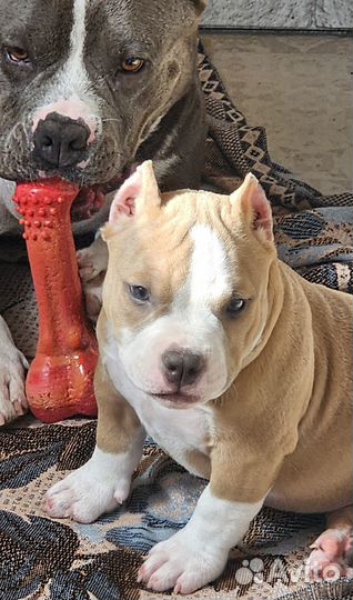 Американский булли