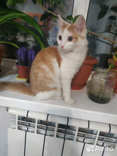 Молодая кошечка