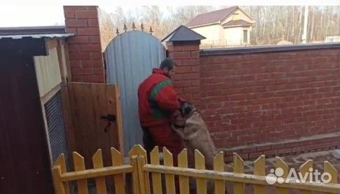 Продажа щенков