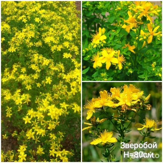 Ароматные Пряные Целебные травы