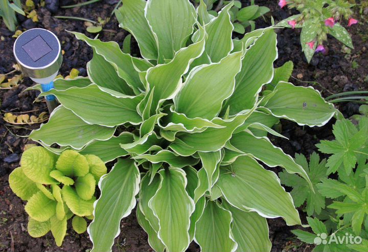 Хоста большой кустик в горшке