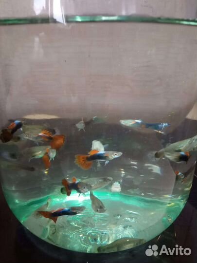 Аквариумные рыбки (гуппи, мечи)