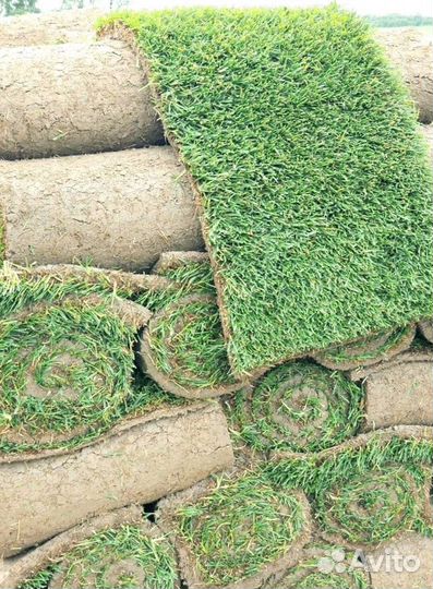 Рулонный газон