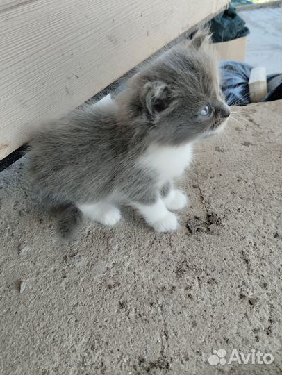 Котята ищут дом